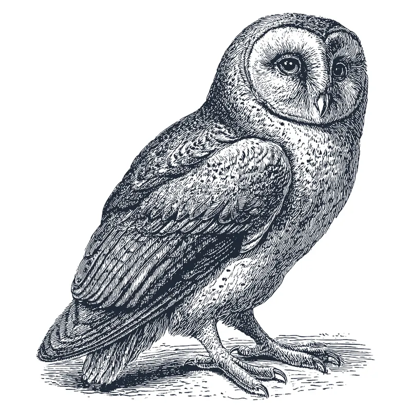 A woodcut engraving of a barn owl